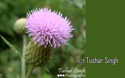 Tushar Singh - Uttrakhand