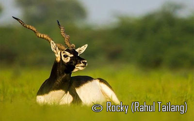 Rocky (Rahul Tailang) - Gujarat