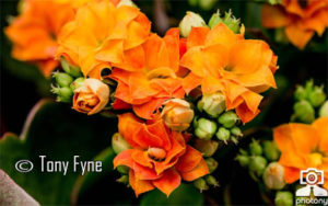 Tony Fyne - Israel