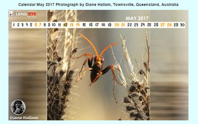 Lens Eye’s  e- Calender : May - 2017 :: Diane Hallam [ Townsville, Queensland, Australia ]