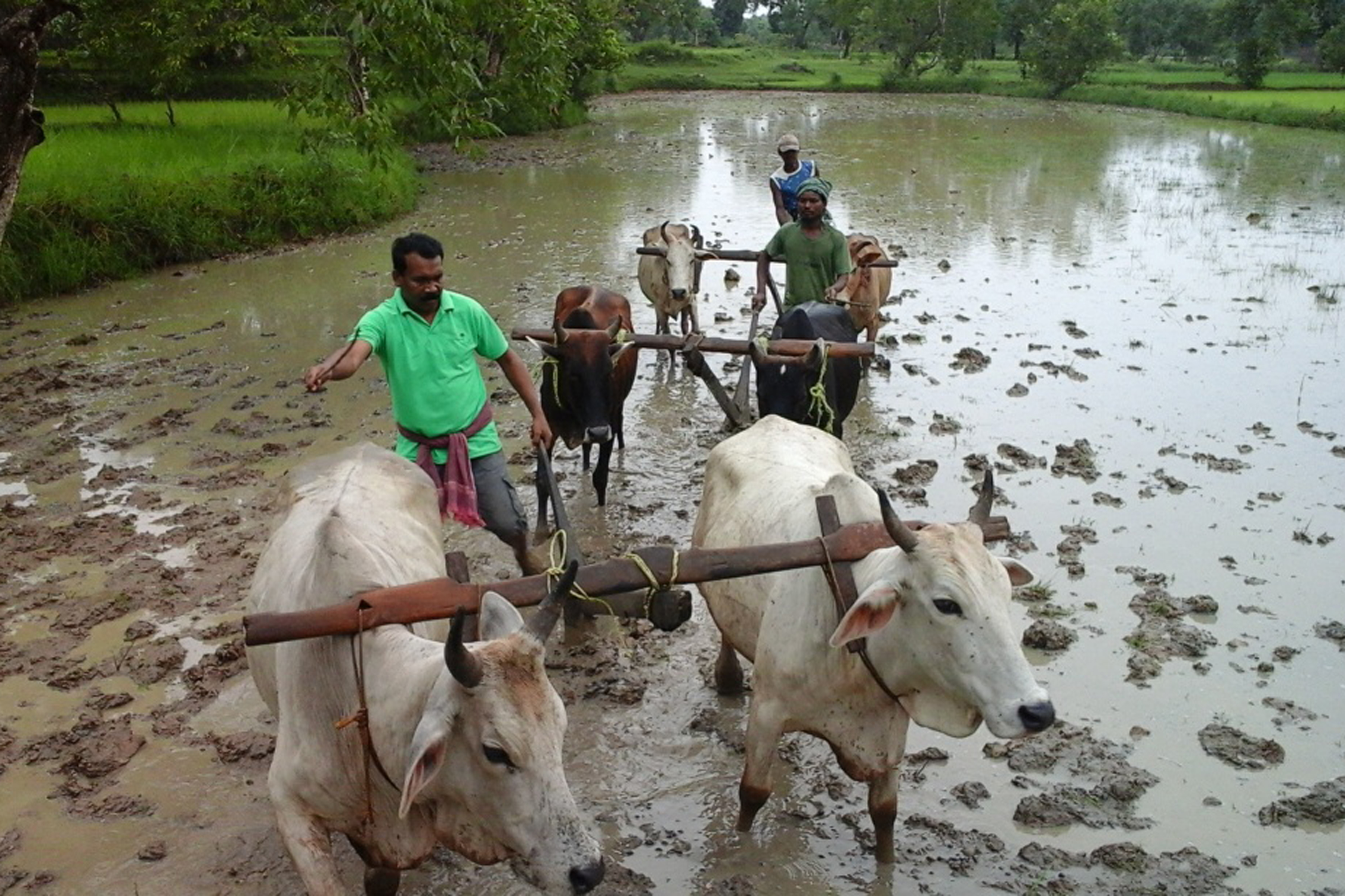 Former Jharkhand Chief Minister Madhu Koda ploughs his paddy field at Chaibasa