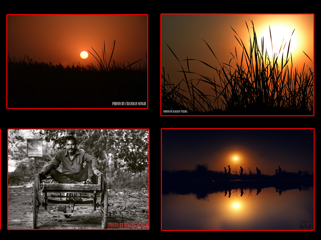 Dana Pani celebrated Care Crow Day Sunset Photo Walk With Photojournalist Sujan Singh in Okhla bird sanctuary.