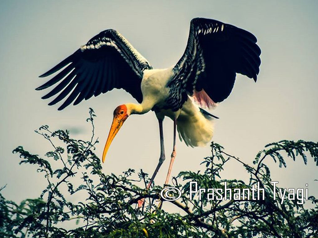 Photo of the Day :: Prashanth Tyagi - Delhi